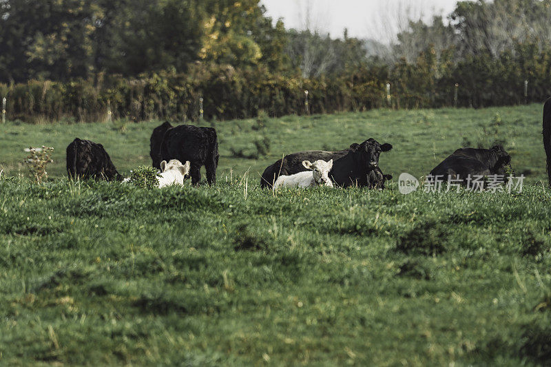 Les vaches au champs